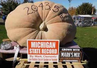 Man Shows Off His 2,403.5-Pound Pumpkin