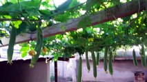 Gà nuôi trên sân thượng - Tự trồng rau sạch tại nhà