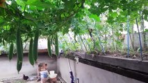 Rau sạch và mướp trồng trên sân thượng sai trĩu quả - Tự trồng rau sạch tại nhà