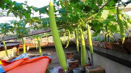 Trồng dưa leo sân + mướp thái trên sân thượng (nhìn đã mắt) - Tự trồng rau sạch tại nhà