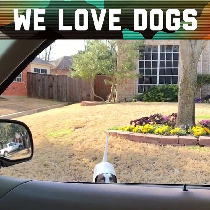 Bark bark!