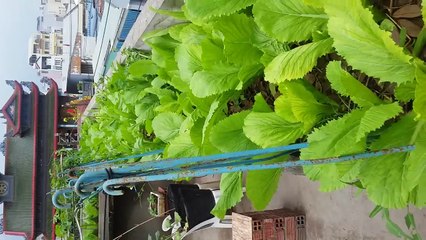 Hướng dẫn trộn đất trồng rau sạch trên sân thượng