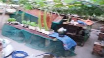 Trồng xen canh Cải bẹ xanh   Rau muống và Mồng tơi - Tự trồng rau sạch tại nhà