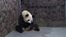 Çin'de Dev Panda İkiz Doğurdu
