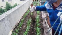 Hướng dẩn bón phân rau muống trên sân thượng - Tự trồng rau sạch tại nhà