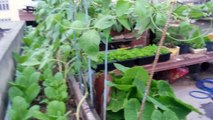 Hướng dẫn trồng cải bẹ xanh trên sân thượng - Tự trồng rau sạch tại nhà