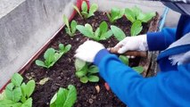 Hướng dẫn cách bón phân và chăm sóc cải bẹ xanh - Tự trồng rau sạch tại nhà