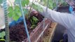 Hướng dẫn chăm sóc và bón phân cho mướp sai quả - Tự trồng rau sạch tại nhà