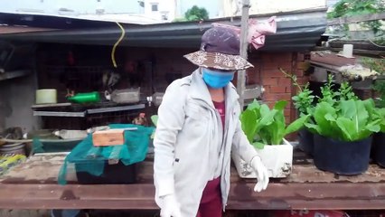 Hướng dẫn cách ươm hạt cải bẹ xanh - Tự trồng rau sạch tại nhà