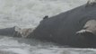 Dead Whale Washes Up In Fernandina Beach