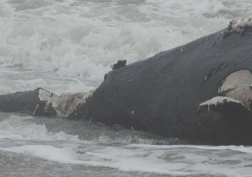 Dead Whale Washes Up In Fernandina Beach