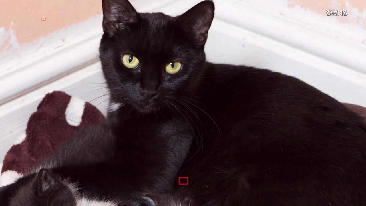 Black Cats Are Not Getting Adopted Because They Look Bad in Selfies