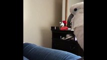 Umbrella cockatoo falling asleep