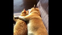 Dog and cat sleeping together