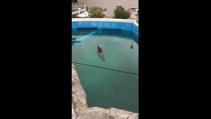 Seal Chilling In Water