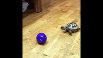 Pet Tortoise Thinks He's A Dog
