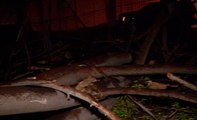 La caída de un árbol afectó dos postes de energía eléctrica en  Guayaquil