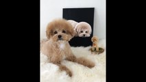 When Life Imitates Art: Dogs posing next to pictures of them