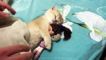 Cat hugs doll while sleeping