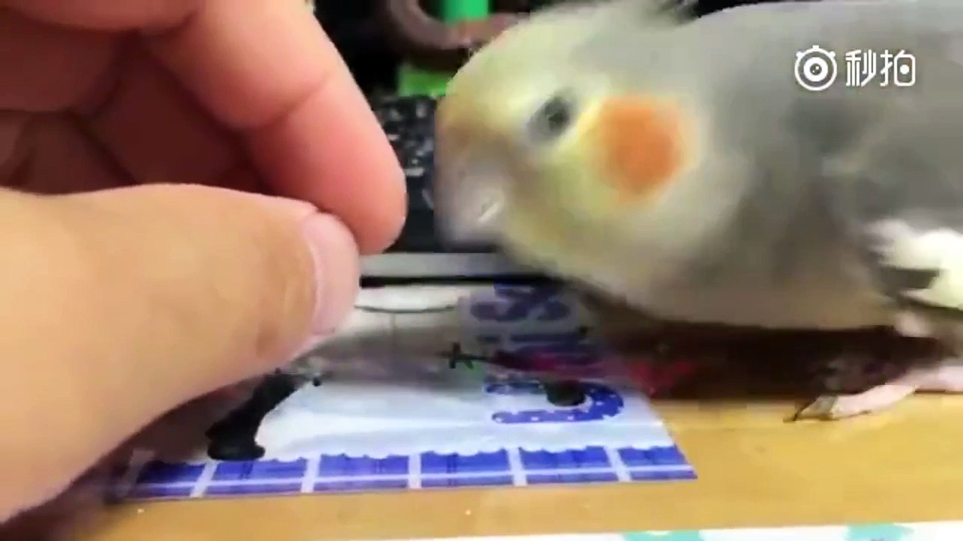 ⁣Birdie just wants some lovin'! - Cockatiel enjoys being scratched on the head