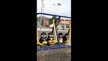 Malamute puppies enjoy swings