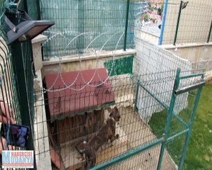 Mudanya’da Köpek Kavgası Kanlı Bitti 2 Ölü