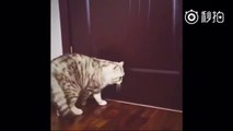 Cat trying to open the door - leave the room