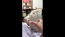 Adorable Cat Tries To Drink Water From Glass - When your face is too big and you refuse to admit it
