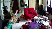 Dog helps other dog to take off his jacket