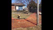 Dog Breaks Through Orange Fence - This dog does things his own way! So smooth
