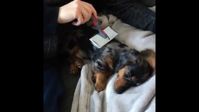 Super Ticklish Dog - 'My dog is super ticklish'