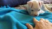Adorable puppy born without front legs still loves to play