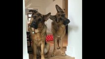 Dogs look at owner confused after he asks them if they wanna go for a walk?