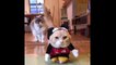 Fluffy Cat Dressed As Mickey Mouse - Cat in Micky Mouse Costume