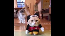 Fluffy Cat Dressed As Mickey Mouse - Cat in Micky Mouse Costume