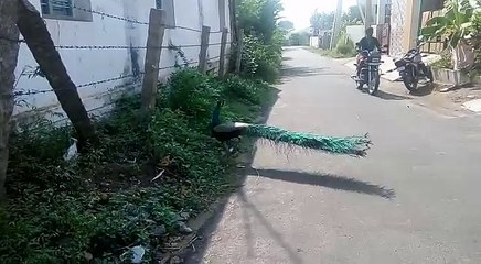 see what he is doing