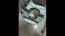 Angry woman yells at her cat while she's laying down in toilet
