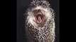 Adorable hedgehog yawn