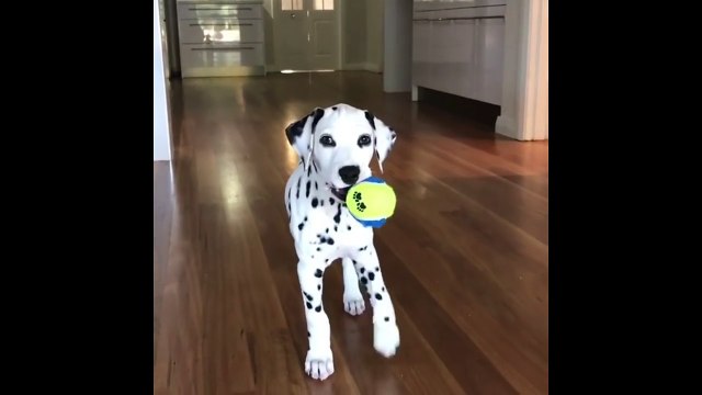 This Dalmatian Puppy Is Terrifying - Sneaky Dalmatian Slowly Approaching You