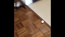 Ferret Chasing A Ping Pong Ball