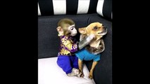 Chihuahua snaps at monkey for pulling out his whiskers - Monkey tries to kiss dog