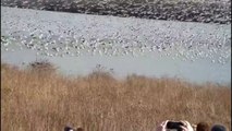 Huge flocks of snow geese migrate from Mexico to Canada