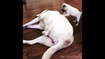 Best Back Scratcher Ever - Puppy scratches other dogs back