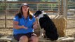 City Dogs Try Herding Sheep For The First Time // Presented By BuzzFeed & Subaru
