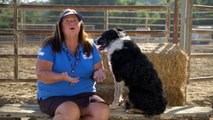 City Dogs Try Herding Sheep For The First Time // Presented By BuzzFeed & Subaru