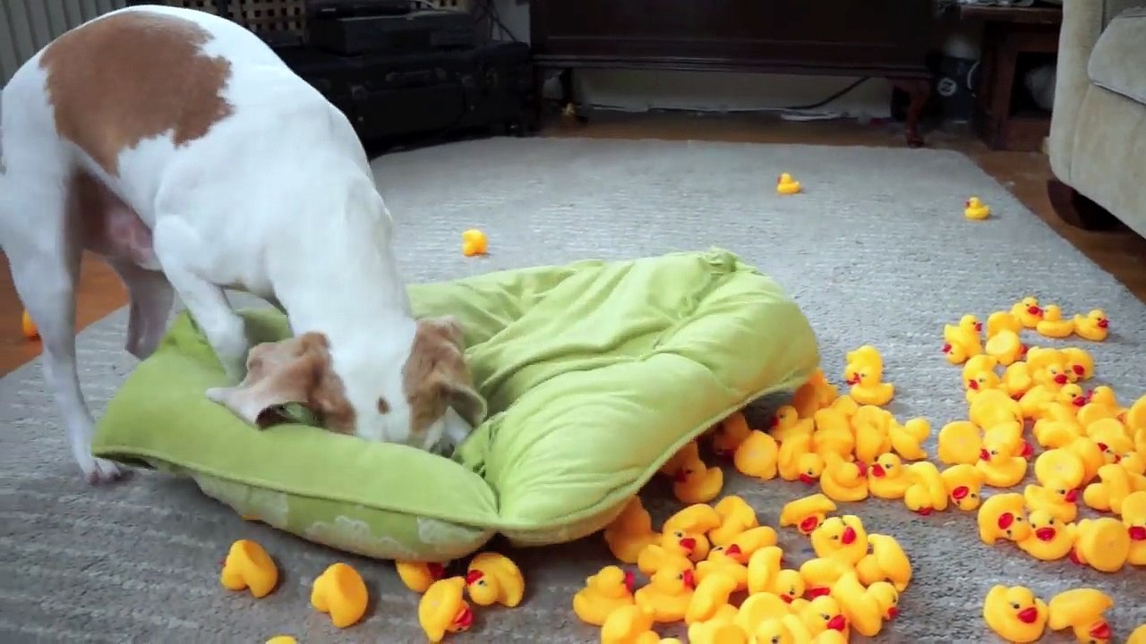 Dog vs Giant Rubber Ducky Prank: Funny Dog Maymo