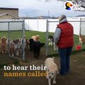 Good Dogs Wait For Their Names To Be Called | The Dodo