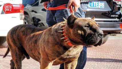 10 Perros Creados Por el Hombre Que Juegan A Ser Dios