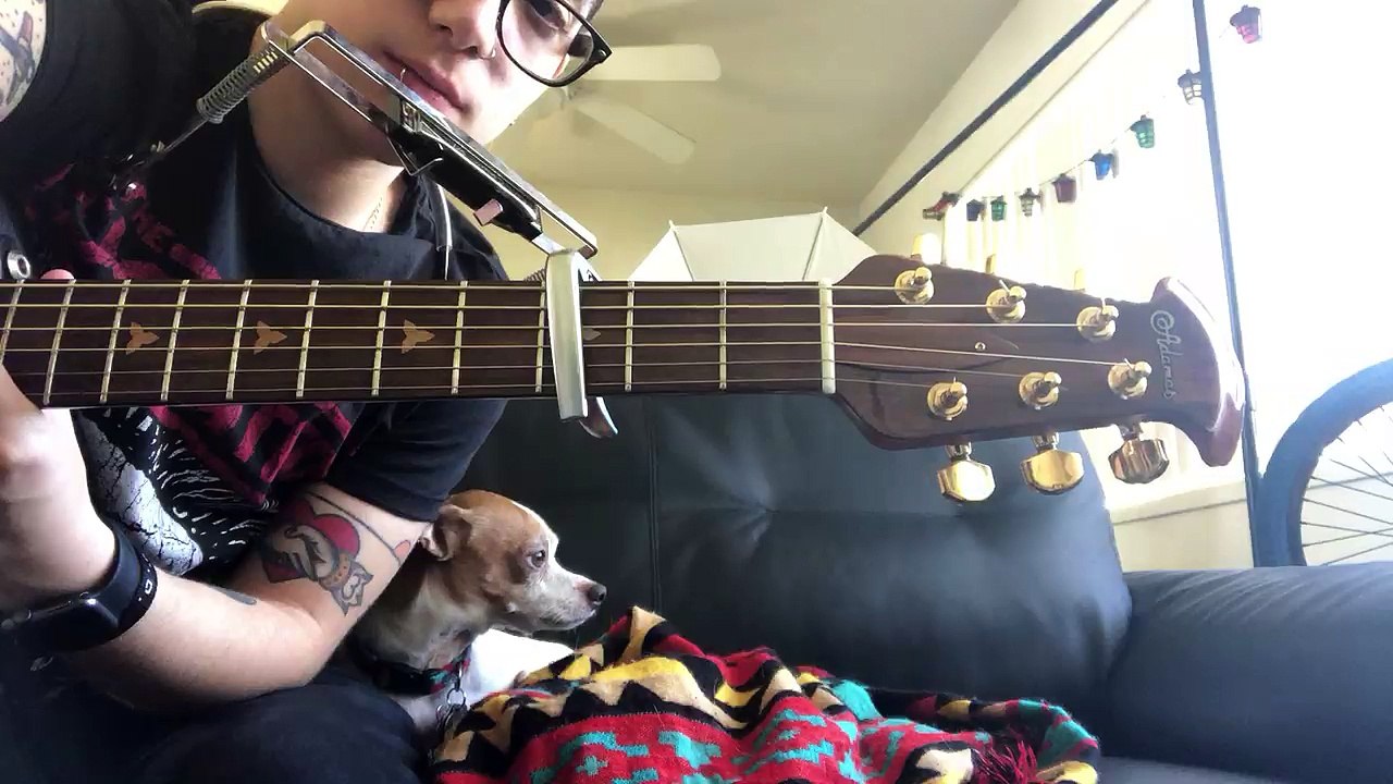 Dog Howling with Harmonica