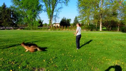 Extreme Trained & Disciplined German Shepherd Dogs